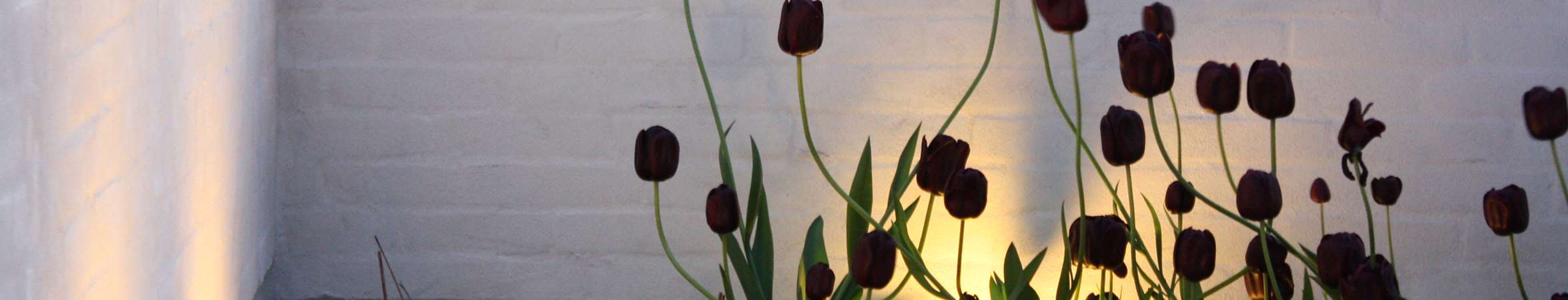 Lys i tulipaner op ad hvid vaeg